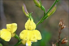 Goodenia decurrens
