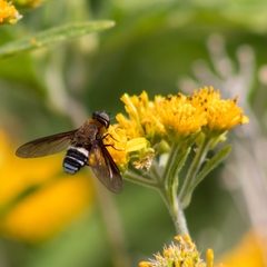 Exoprosopini