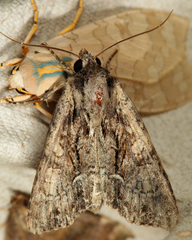 Apamea cariosa