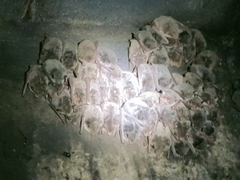 Myotis hasseltii