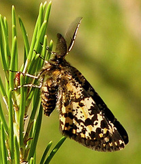 Eurranthis plummistaria