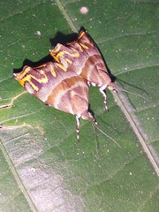 Ornarantia ophiodesma