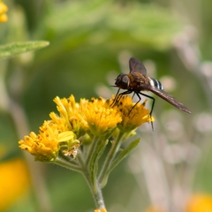 Exoprosopini