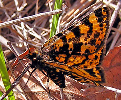 Eurranthis plummistaria