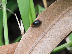 Depressa striatipennis