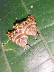 Ornarantia ophiodesma