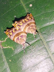 Ornarantia ophiodesma