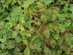 Cuscuta lupuliformis