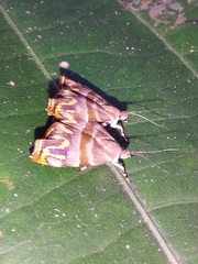 Ornarantia ophiodesma