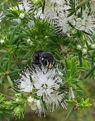 Hylaeus alcyoneus