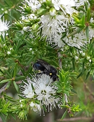 Hylaeus alcyoneus