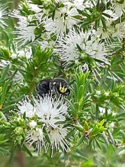 Hylaeus alcyoneus