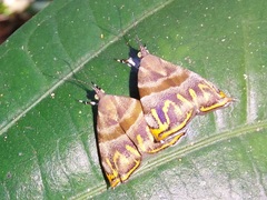 Ornarantia ophiodesma