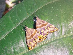 Ornarantia ophiodesma