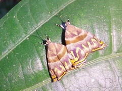 Ornarantia ophiodesma