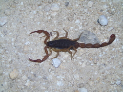 Centruroides ochraceus