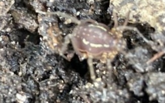 Holovonones compressus