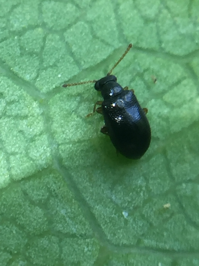 Zenascus nitidus