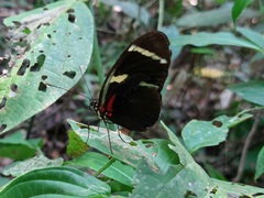 Heliconius wallacei