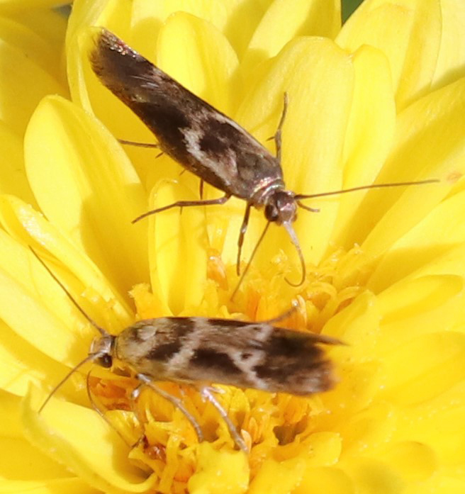 Banded Scythris