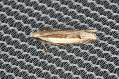 Anacampsinae
