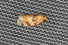 Argyrotaenia kimballi