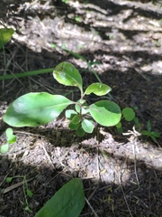 Pittosporum eugenioides