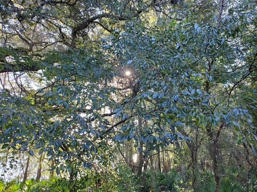 Diospyros image
