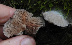 Entoloma byssisedum