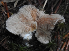 Entoloma byssisedum