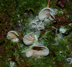 Entoloma byssisedum
