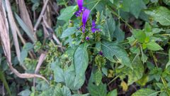 Hypoestes purpurea