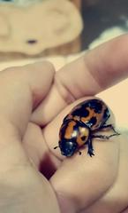Scarabaeidae