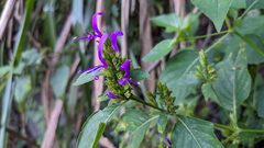Hypoestes purpurea