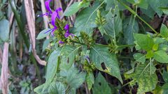 Hypoestes purpurea