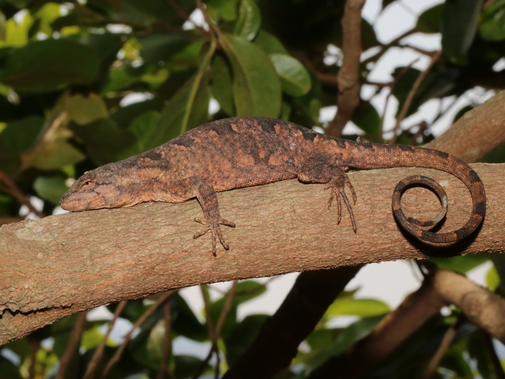 Brazilian Steppe Iguana