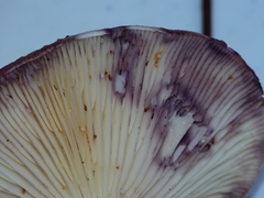 Lactarius pallescens