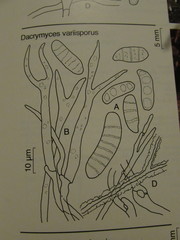 Dacrymyces variisporus