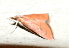 Oenobotys texanalis
