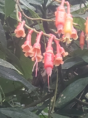 Psammisia ecuadorensis