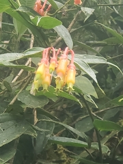 Psammisia ecuadorensis