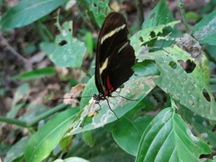 Heliconius wallacei