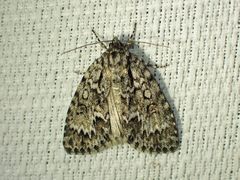Acronicta fragilis