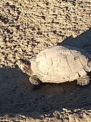Trachemys scripta elegans