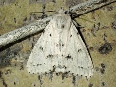 Acronicta vulpina
