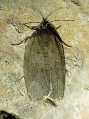 Choristoneura conflictana