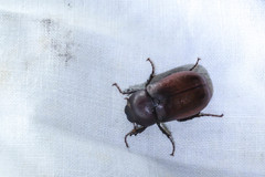 Apogonia cribricollis