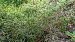 Microstegium ciliatum