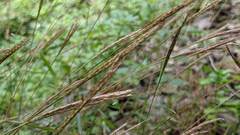 Microstegium ciliatum