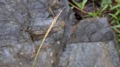 Microstegium ciliatum